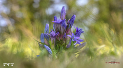 Gentianella anisodonta