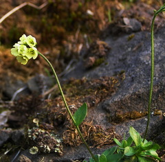 Draba lactea
