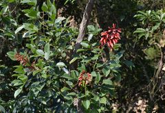 Erythrina crista-galli