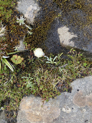 Craspedia macrocephala