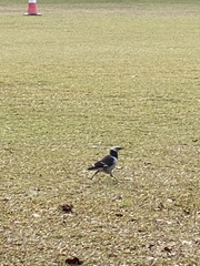 Gracupica nigricollis