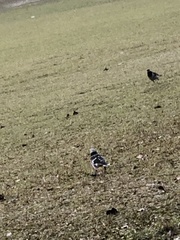 Gracupica nigricollis