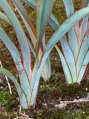 Dianella prunina