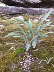 Dianella prunina