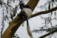 Colobus guereza matschiei