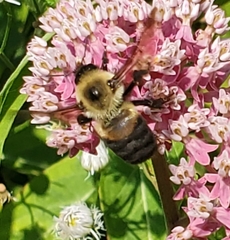 Bombus griseocollis