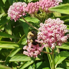Bombus griseocollis