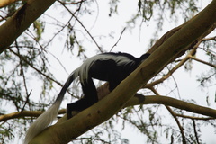 Colobus guereza matschiei