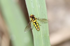 Allograpta calopoides