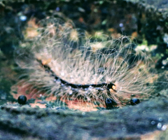 Lepidoptera