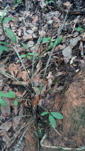 Eulophia ambongensis image