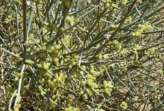 Ephedra strobilacea