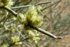 Ephedra strobilacea