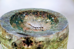 Lepidoptera