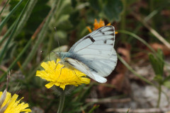 Pontia callidice