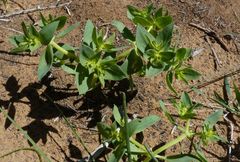 Euphorbia falcata