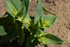 Euphorbia falcata