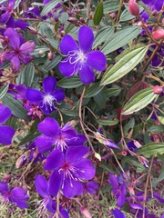 Pleroma semidecandrum