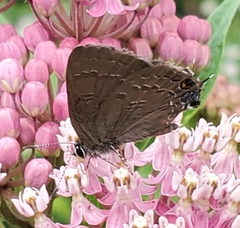 Satyrium calanus