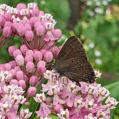 Satyrium calanus