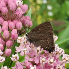 Satyrium calanus