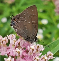 Satyrium calanus