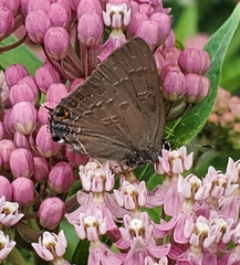 Satyrium calanus