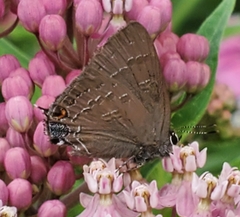 Satyrium calanus