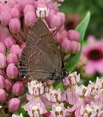 Satyrium calanus