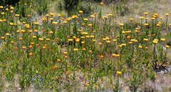 Xerochrysum subundulatum