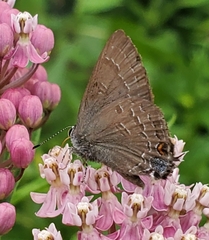 Satyrium calanus