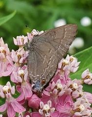 Satyrium calanus