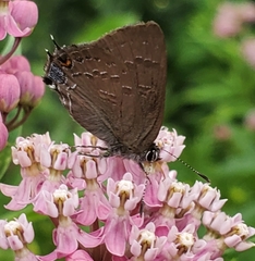 Satyrium calanus