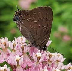 Satyrium calanus
