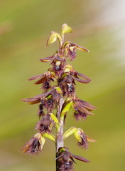 Genoplesium morrisii