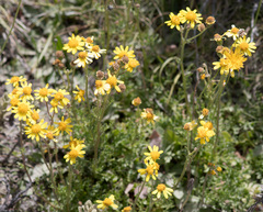Senecio pinnatifolius alpinus