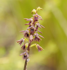 Genoplesium morrisii