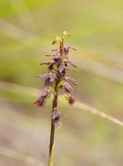 Genoplesium morrisii