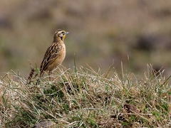 Macronyx flavicollis