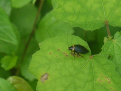 Hemithyrsocera palliata