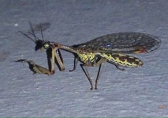 Austromantispa imbecilla