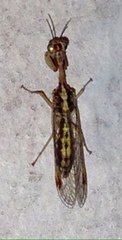 Austromantispa imbecilla