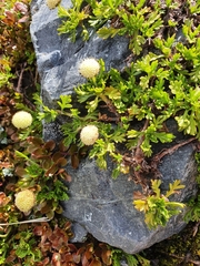 Leptinella pyrethrifolia