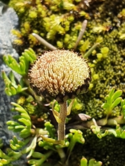Leptinella pyrethrifolia