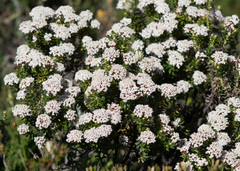 Ozothamnus alpinus