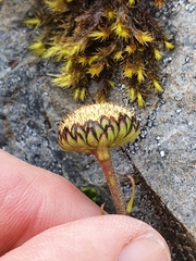 Leptinella pyrethrifolia