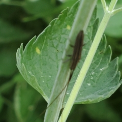 Hippopsis lemniscata