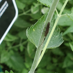 Hippopsis lemniscata