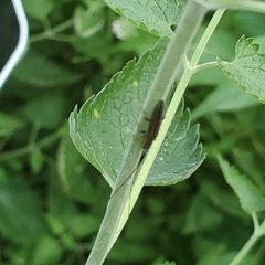 Hippopsis lemniscata