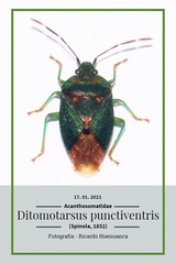Ditomotarsus punctiventris